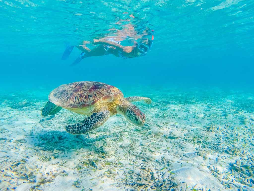 Snorkeling With Turtles In Mirissa