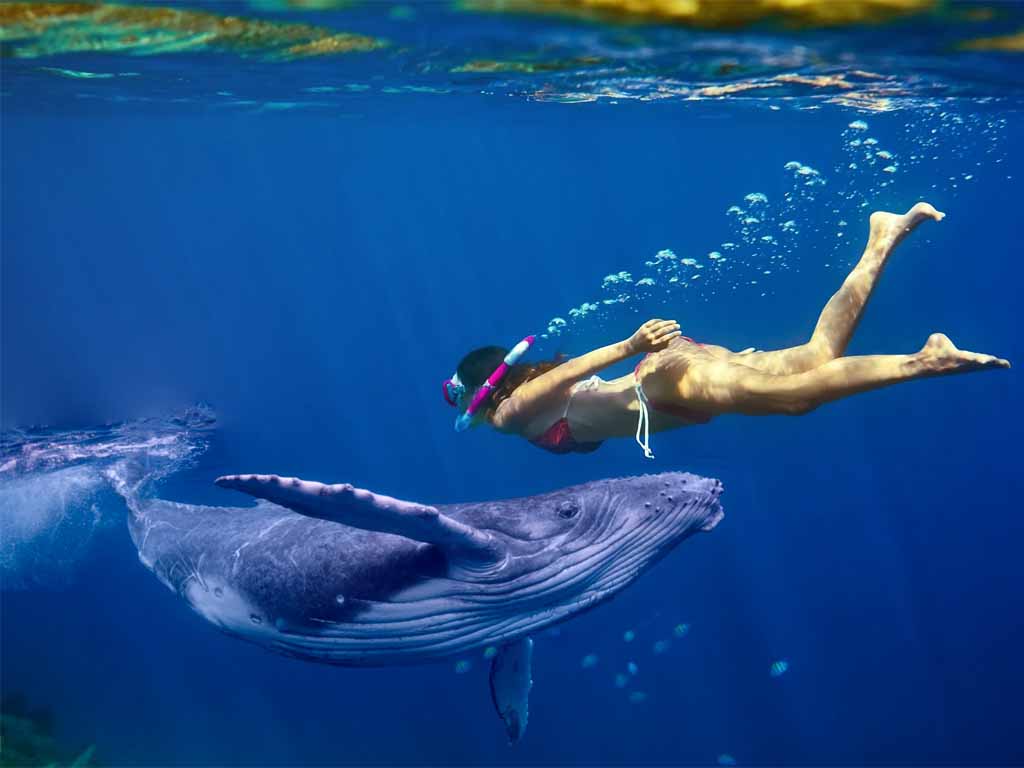 Snorkeling With Whales in Mirissa